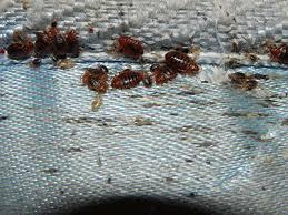 Bed bugs in mattress