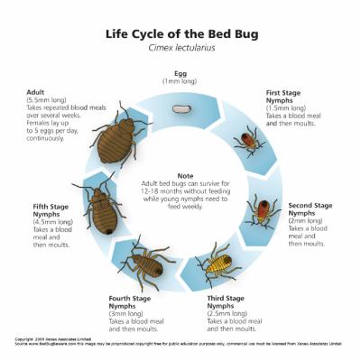 Life Cycle of Bed Bugs