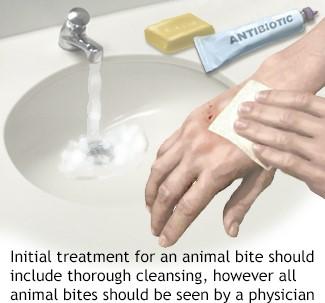 Animal bite wounds should be washed immediately and thoroughly with soap and water.